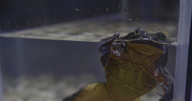 Bolivijští vědci hledají Julii pro osamělého žabího Romea: Zachrání seznamka druh před vyhynutím?