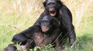 Bonobové "říkají" ne jako lidé