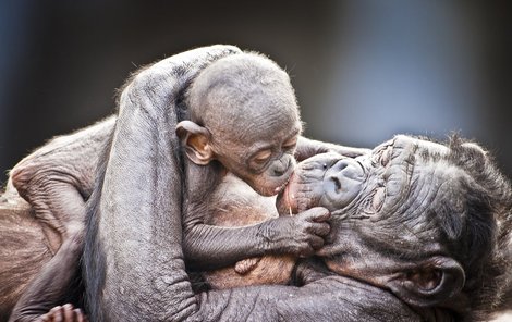 Bonobové pečují o děti stejně dobře jako lidé.