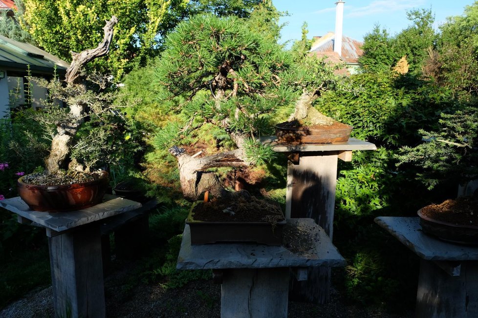 Zahrádkář z Ivančicka se o své bonsaje vzorně stará každý den již desítky let.
