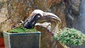 Dvanáct už Stanislav Kalců pěstuje v Jihlavě své bonsajev bonsaje