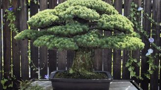 Unikátní bonsaj má 391 let, přežila atomové bombardování Hirošimy a pořád roste  