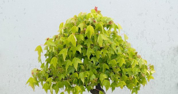 Zelený acer je v bonsajistice hojně využíván.