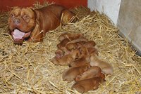 Štěňátka bordeauxské dogy se dokrmují kozím mlékem