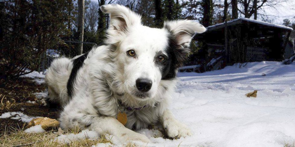 Zemřel nejchytřejší pes na světě. Border kolie Chaser (†15) uměla přes tisíc slov