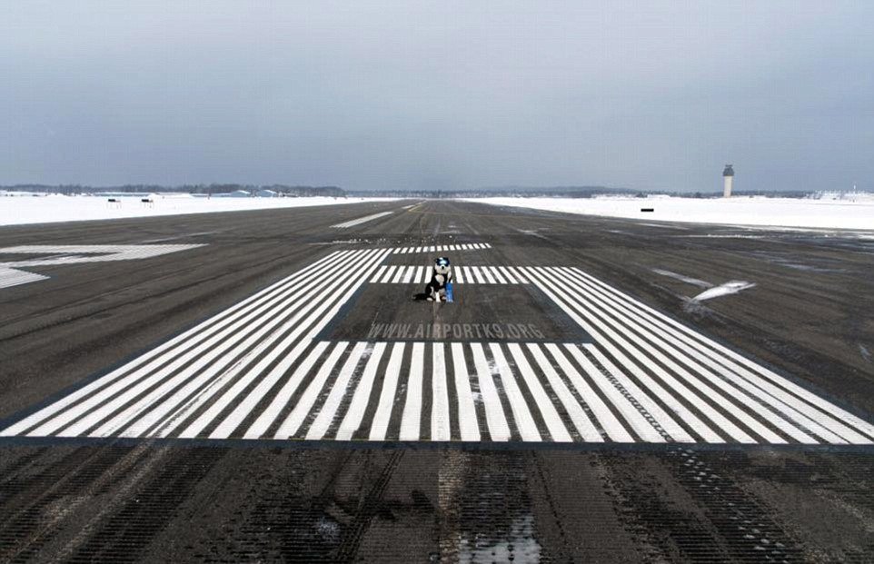 Ostřílená border kolie Piper střeží letiště v Michiganu.