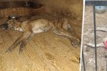 Ruští okupanti stojí za smrtí více než 300 psů z útulku. Měsíc je nechali bez jídla a vody