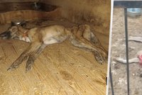 Ruští tyrani zavřeli na měsíc psy v klecích. Hladem a žízní uhynuly tři stovky zvířat