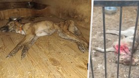 Ruští tyrani zavřeli na měsíc psy v klecích. Hladem a žízní uhynuly tři stovky zvířat
