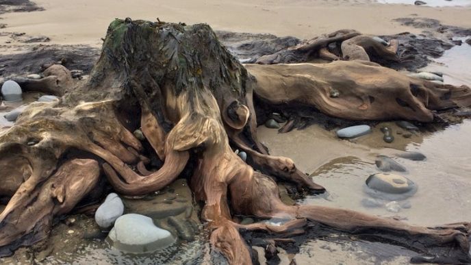 Odhalený a polozapomenutý Borthský les na waleském pobřeží po bouři Hannah