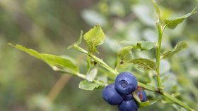 Správci parku omezení vstupu zdůvodňují tím, že sběrači borůvek nešetrným sběrem devastují porosty