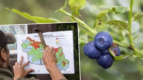 Největší problémy se sběrači byly před přibližně sedmi lety, zákaz tehdy porušovali hlavně polští sběrači