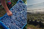 Kanadské borůvky se pěstují v Česku