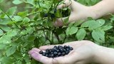 „Bláznivé“ počasí v Česku: Borůvky dozrávají v půlce listopadu! Podle meteorologů rarita