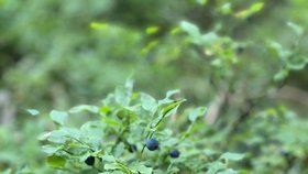 Echinokokóza se nejčastěji přenese na člověka při konzumaci lesního ovoce.