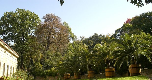 Botanická zahrada na Albertově stojí trochu mimo pozornost, o to klidnější a zajímavější její návštěva může být