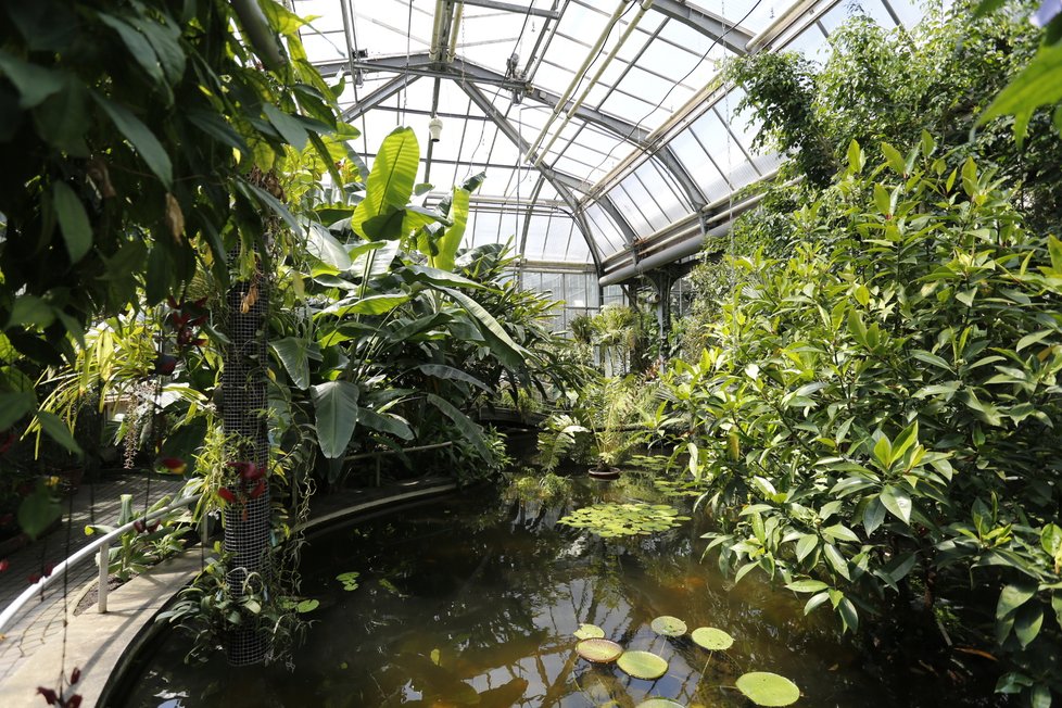 Botanická zahrada na Albertově stojí trochu mimo pozornost, o to klidnější a zajímavější její návštěva může být