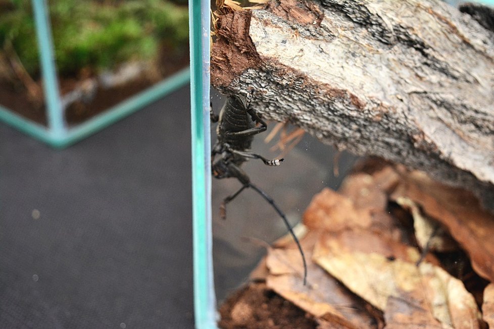 Botanická zahrada v Praze 2 představuje bezobratlé