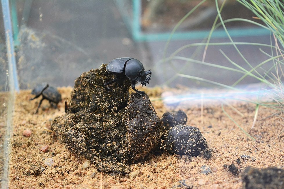 Botanická zahrada v Praze 2 představuje bezobratlé