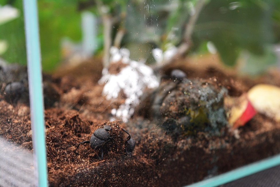 Botanická zahrada v Praze 2 představuje bezobratlé