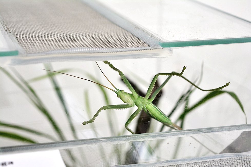 Botanická zahrada v Praze 2 představuje bezobratlé