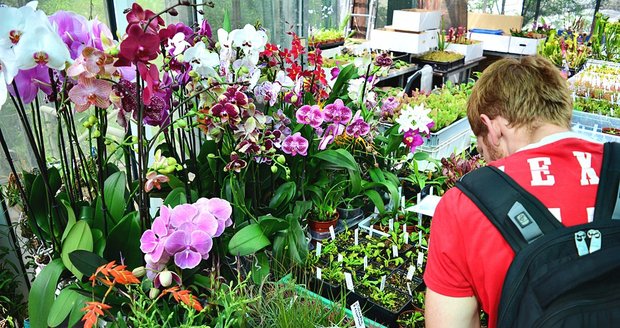 V Botanické zahradě si nyní můžete prohlédnout největší výstavu masožravých rostlin v Česku.