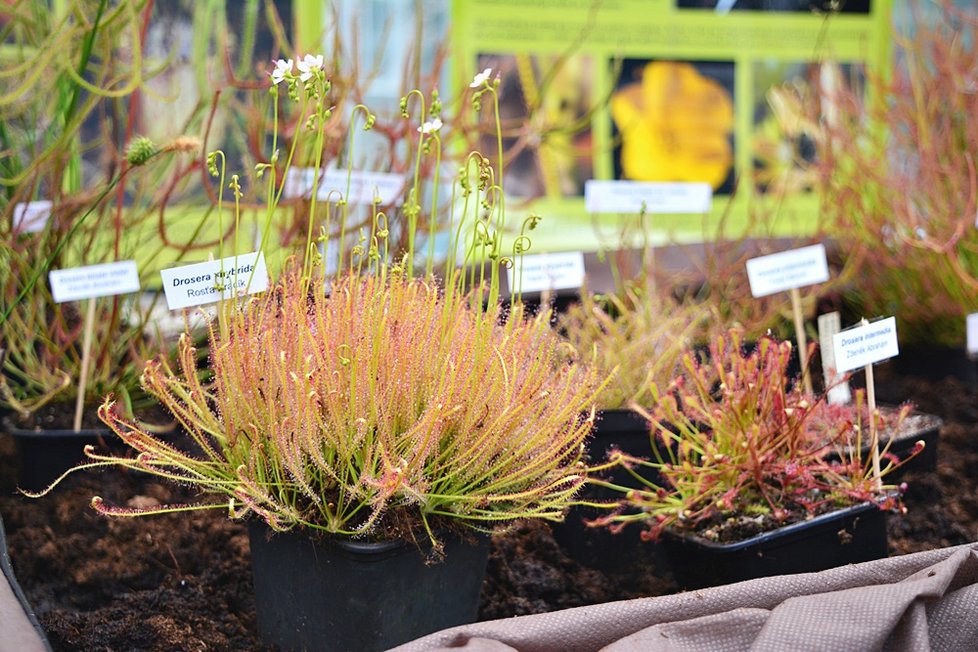 V Botanické zahradě si nyní můžete prohlédnout největší výstavu masožravých rostlin v Česku.