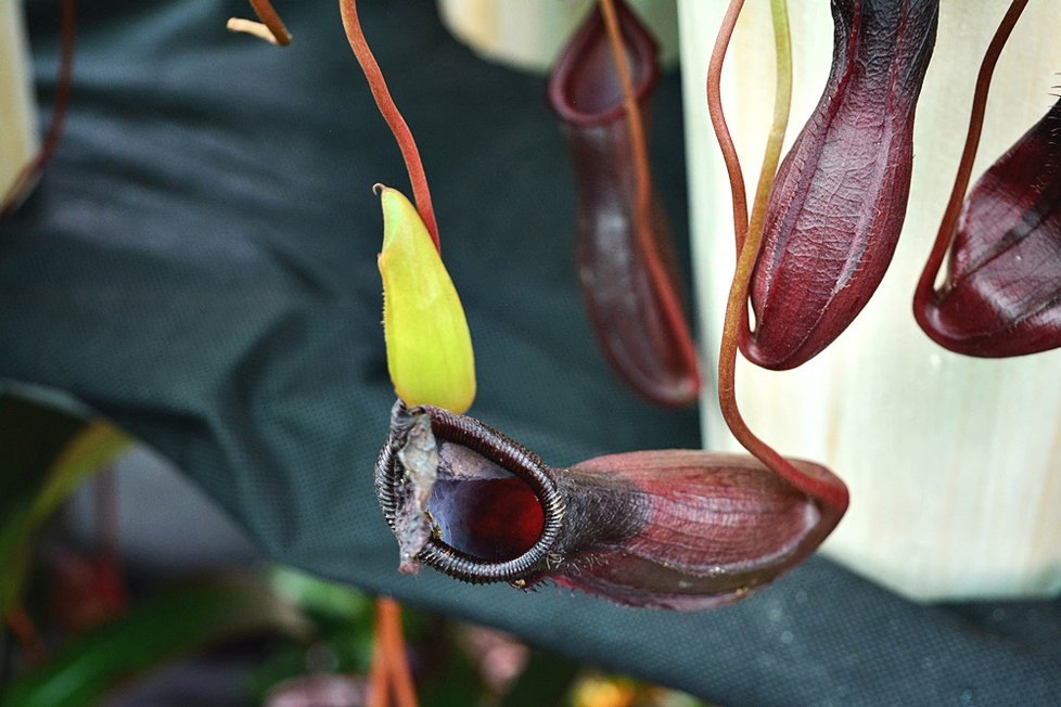 V Botanické zahradě si nyní můžete prohlédnout největší výstavu masožravých rostlin v Česku.