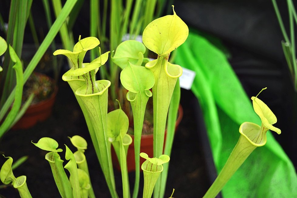 V Botanické zahradě si nyní můžete prohlédnout největší výstavu masožravých rostlin v Česku.