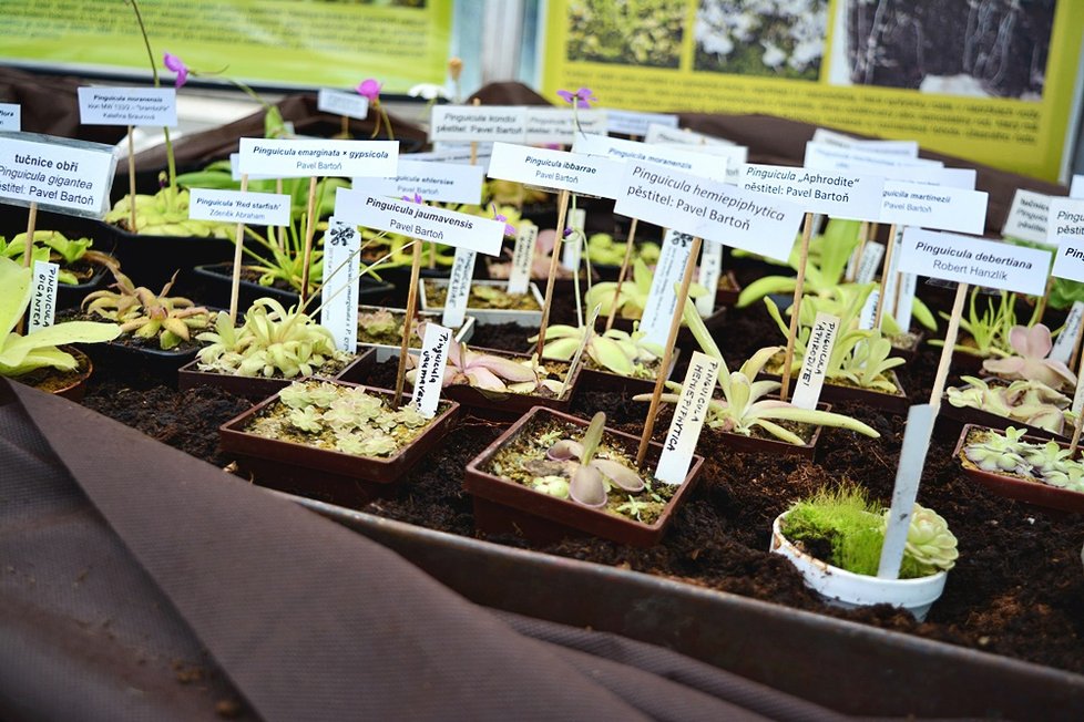 V Botanické zahradě si nyní můžete prohlédnout největší výstavu masožravých rostlin v Česku.