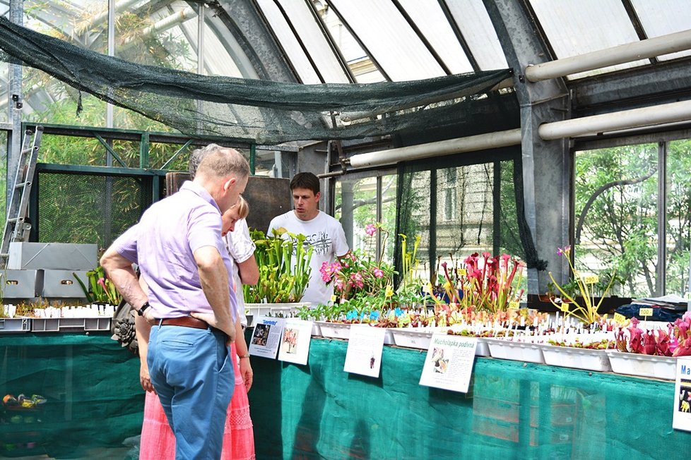 V Botanické zahradě si nyní můžete prohlédnout největší výstavu masožravých rostlin v Česku.