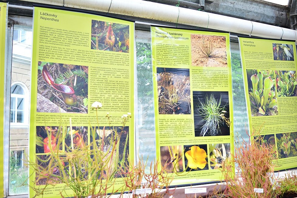 V Botanické zahradě si nyní můžete prohlédnout největší výstavu masožravých rostlin v Česku.