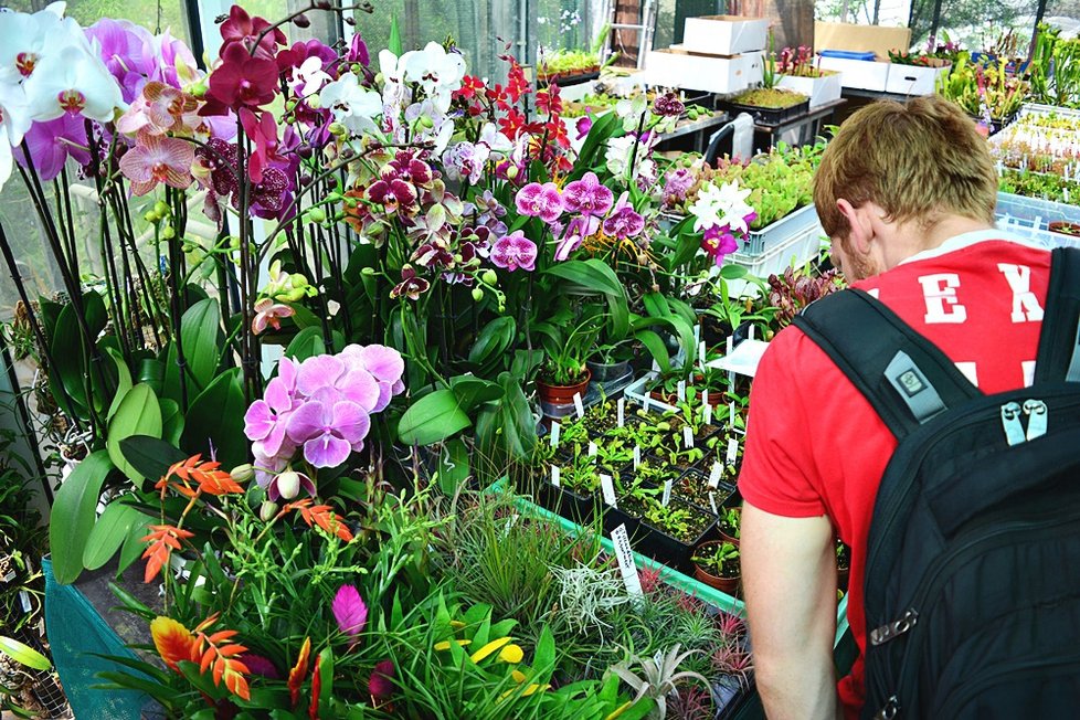 V Botanické zahradě si nyní můžete prohlédnout největší výstavu masožravých rostlin v Česku.