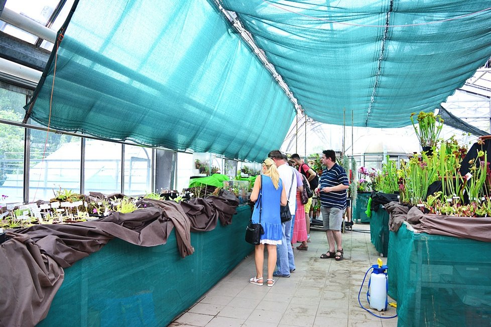 V Botanické zahradě si nyní můžete prohlédnout největší výstavu masožravých rostlin v Česku.