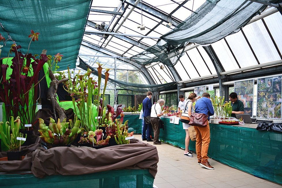 V Botanické zahradě si nyní můžete prohlédnout největší výstavu masožravých rostlin v Česku.