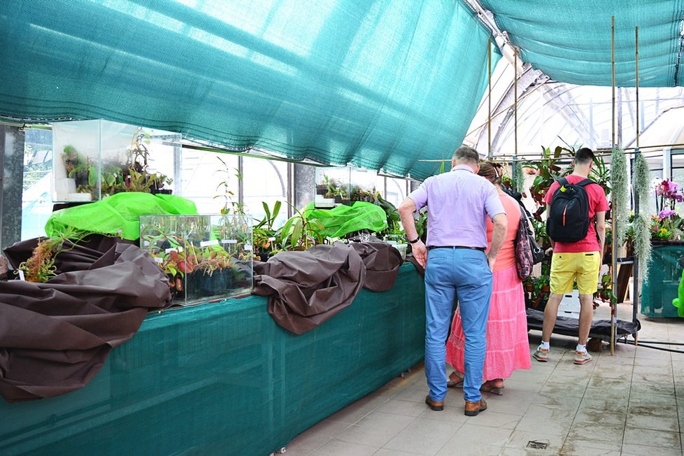 V Botanické zahradě si nyní můžete prohlédnout největší výstavu masožravých rostlin v Česku.