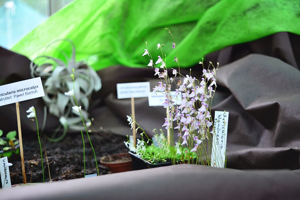 V Botanické zahradě si nyní můžete prohlédnout největší výstavu masožravých rostlin v Česku.