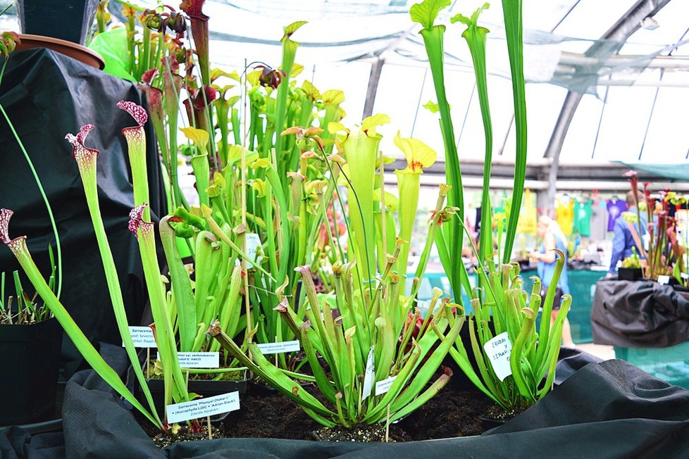 V Botanické zahradě si nyní můžete prohlédnout největší výstavu masožravých rostlin v Česku.