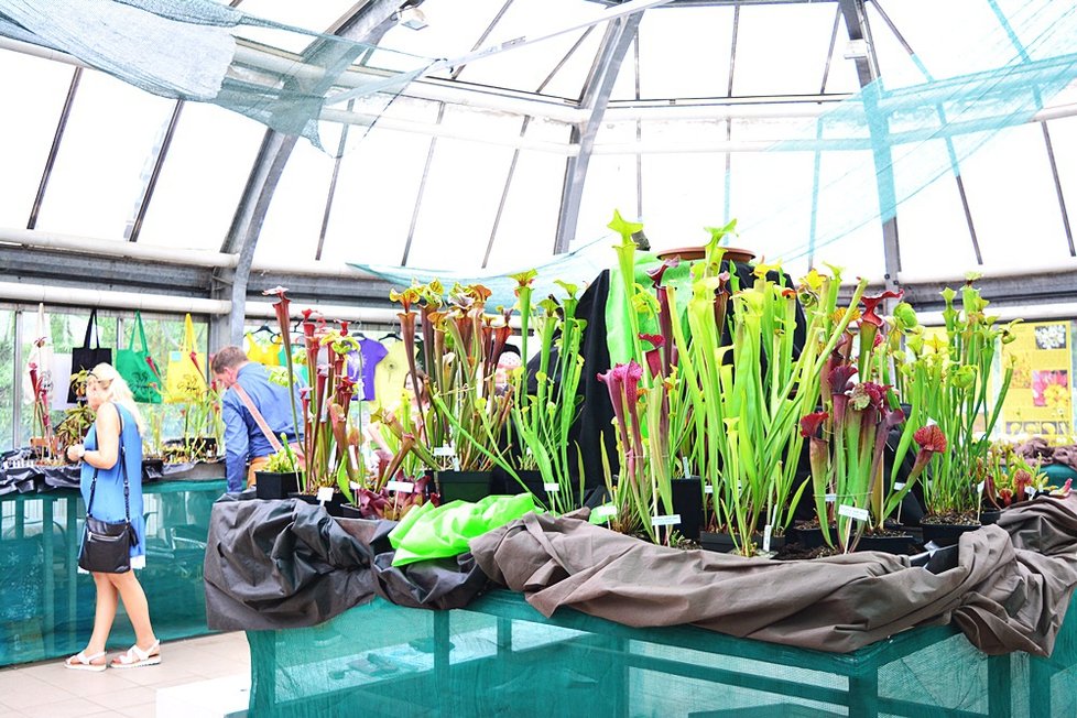 V Botanické zahradě si nyní můžete prohlédnout největší výstavu masožravých rostlin v Česku.