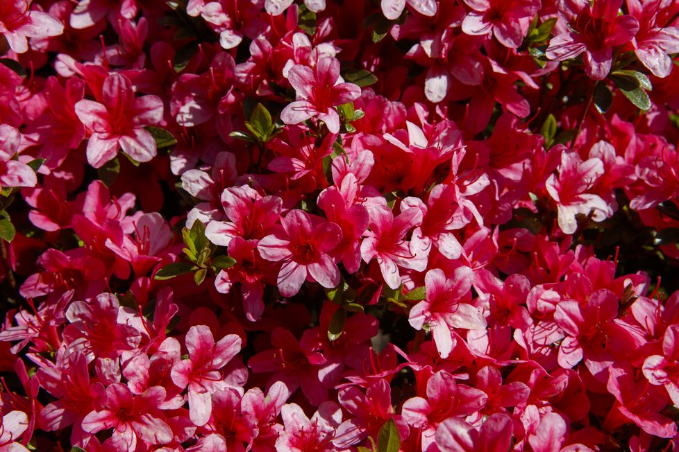 Botanická zahrada se zhruba po měsíci nuceného uzavření v důsledku pandemie koronaviru otevřela veřejnosti. Takto krásně to v ní koncem dubna vypadá.