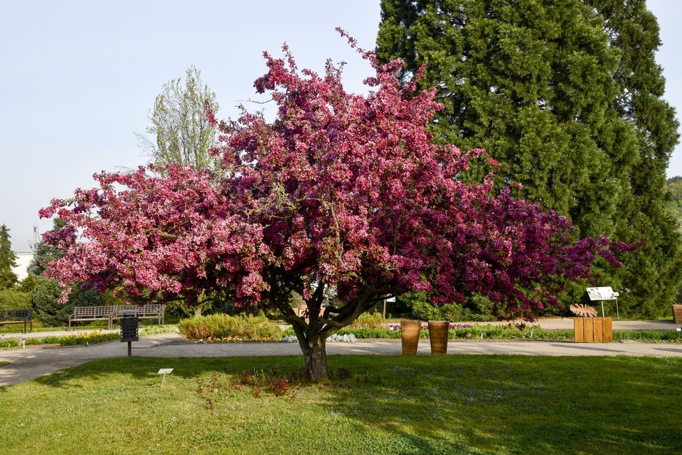 Botanická zahrada se zhruba po měsíci nuceného uzavření v důsledku pandemie koronaviru otevřela veřejnosti. Takto krásně to v ní koncem dubna vypadá.