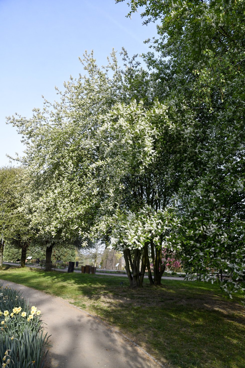 Botanická zahrada se zhruba po měsíci nuceného uzavření v důsledku pandemie koronaviru otevřela veřejnosti. Takto krásně to v ní koncem dubna vypadá.