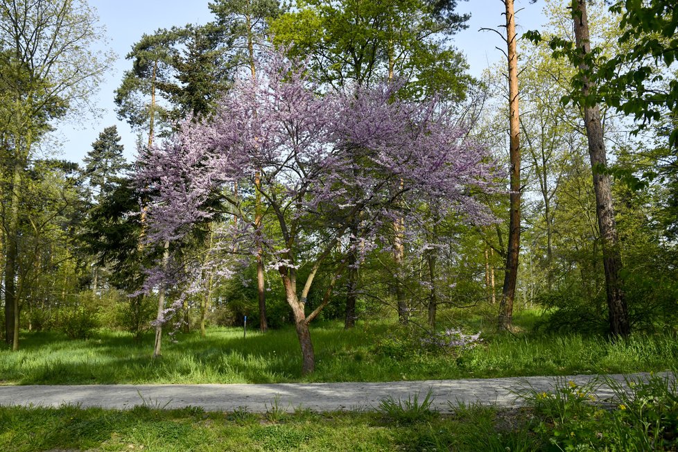 Botanická zahrada se zhruba po měsíci nuceného uzavření v důsledku pandemie koronaviru otevřela veřejnosti. Takto krásně to v ní koncem dubna vypadá.