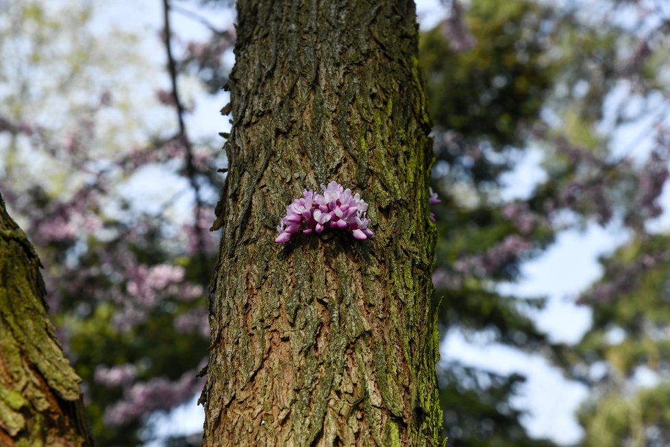 Botanická zahrada se zhruba po měsíci nuceného uzavření v důsledku pandemie koronaviru otevřela veřejnosti. Takto krásně to v ní koncem dubna vypadá.