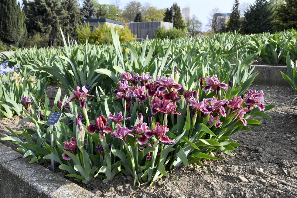 Botanická zahrada se zhruba po měsíci nuceného uzavření v důsledku pandemie koronaviru otevřela veřejnosti. Takto krásně to v ní koncem dubna vypadá.