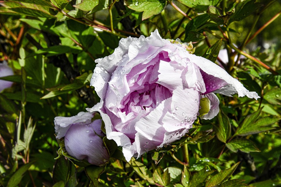 Botanická zahrada se zhruba po měsíci nuceného uzavření v důsledku pandemie koronaviru otevřela veřejnosti. Takto krásně to v ní koncem dubna vypadá.