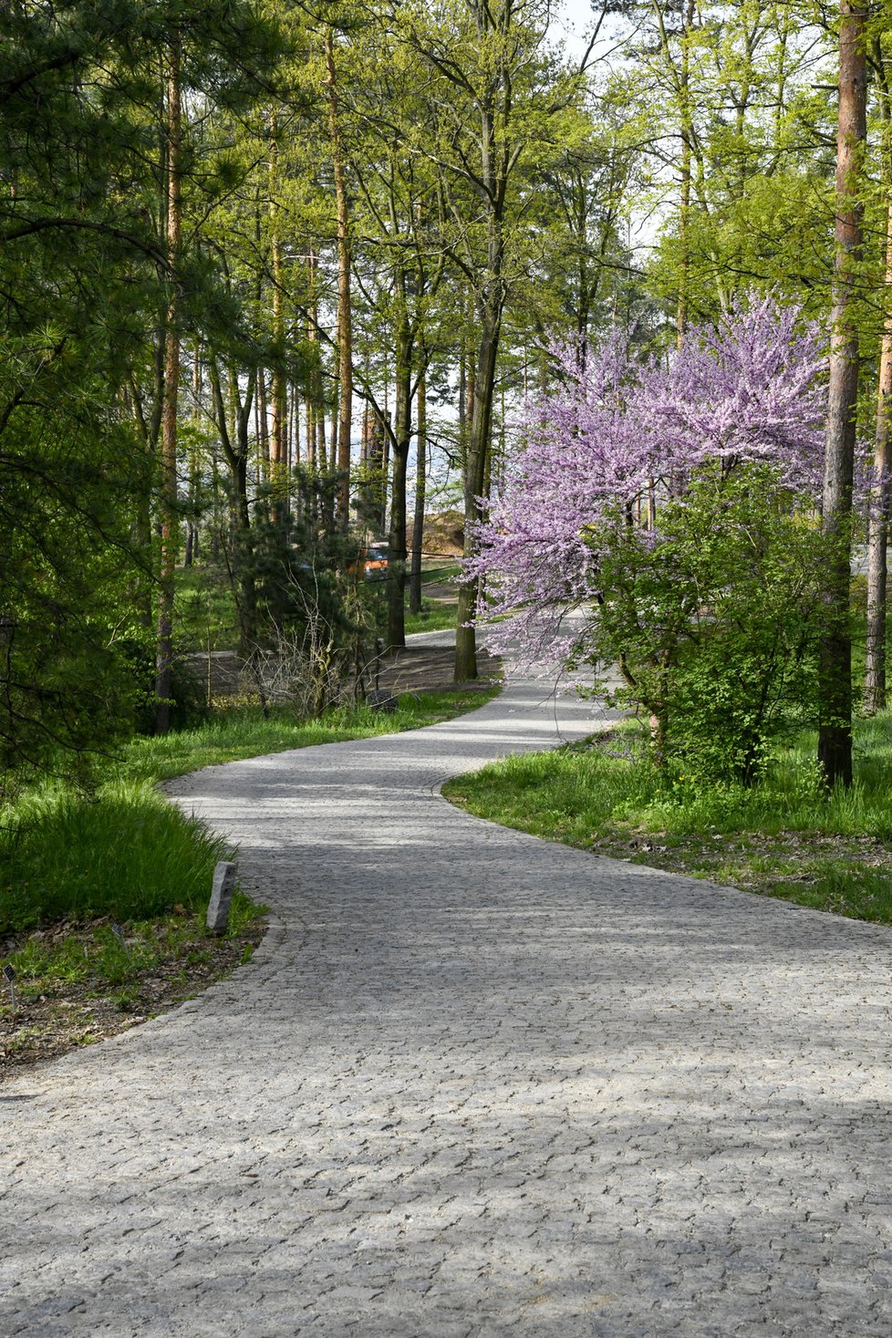 Botanická zahrada se zhruba po měsíci nuceného uzavření v důsledku pandemie koronaviru otevřela veřejnosti. Takto krásně to v ní koncem dubna vypadá.