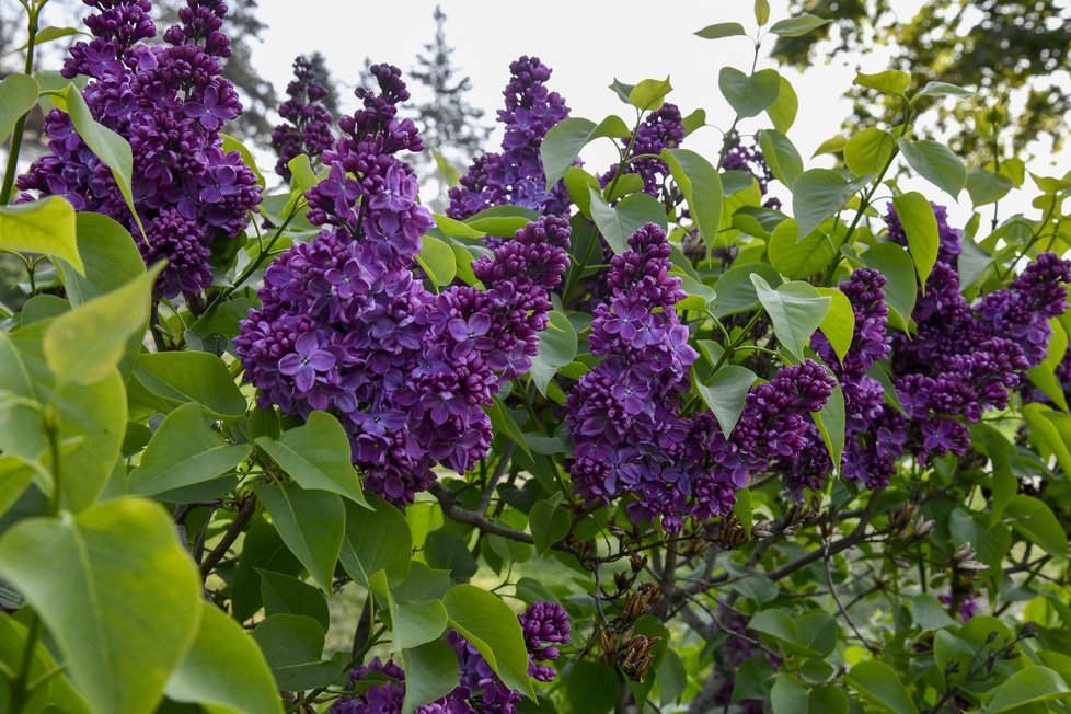 Botanická zahrada se zhruba po měsíci nuceného uzavření v důsledku pandemie koronaviru otevřela veřejnosti. Takto krásně to v ní koncem dubna vypadá.