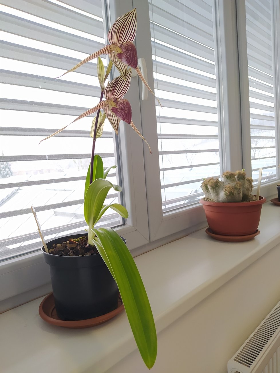 Kancelář ředitele Černého zdobí čtyři rostliny. Orchideje se obměňují podle toho, jak kvetou.