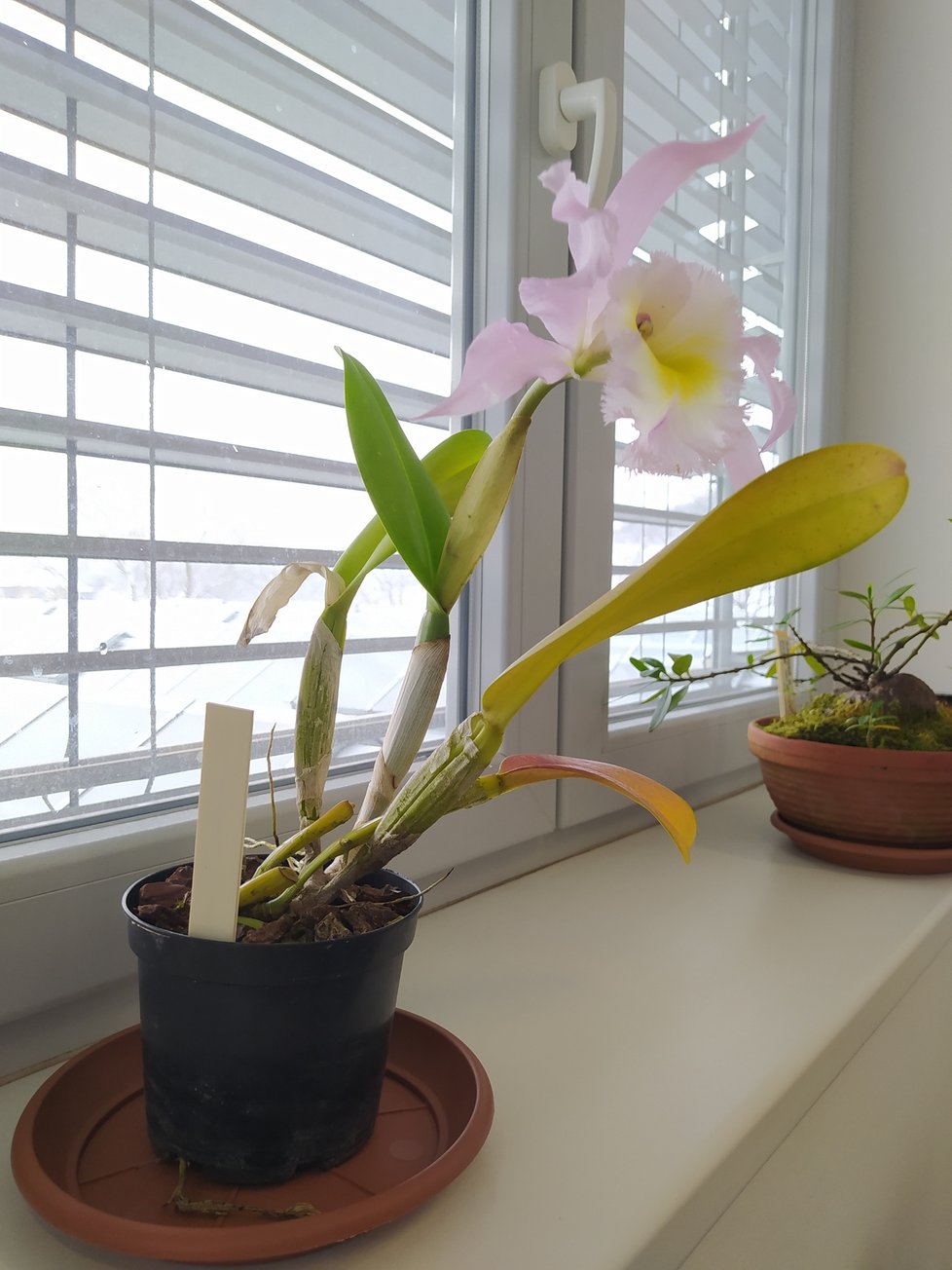 Kancelář ředitele Černého zdobí čtyři rostliny. Orchideje se obměňují podle toho, jak kvetou.